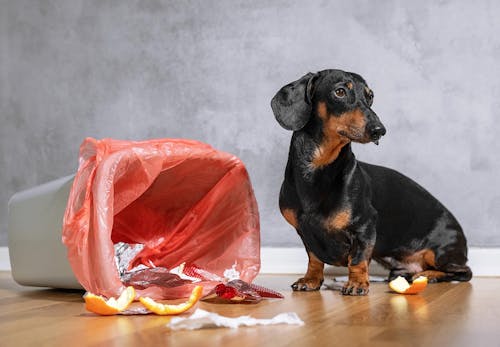 獣医師監修 犬が誤飲 誤食した時の対処法は 特に危険なケースや予防法などについて解説 わんクォール