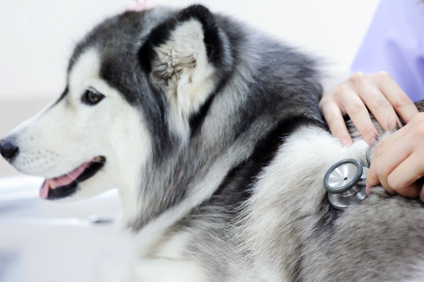 獣医師監修 犬の耳にできものや耳アカが 疑いのある病気とは Illness 病気 わんクォール