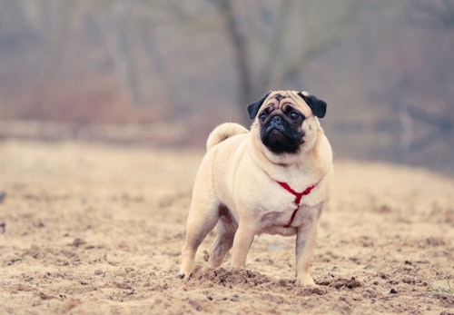 犬が足を引きずっている 原因と対処法 病院に連れて行くべき症状を解説 獣医師監修 わんクォール 犬が足を引きずっている 原因と対処法 病院に連れて行くべき症状を解説 獣医師監修 わんクォール
