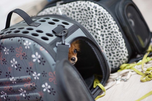 犬が震えるのは寒さのせい 病気の可能性と注意すべき症状を解説 獣医師監修 わんクォール 犬が震えるのは寒さのせい 病気の可能性と注意すべき症状を解説 獣医師監修 わんクォール