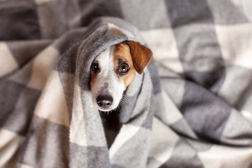犬が震える原因とは 考えられる理由と病気の可能性 病院に行くべき症状を解説 獣医師監修 わんクォール 犬が震える原因とは 考えられる理由と病気の可能性 病院に行くべき症状を解説 獣医師監修 わんクォール