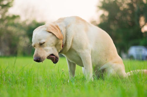 犬の咳の原因は 考えられる病気と対処法 病院に連れて行くべき症状について解説 獣医師監修 わんクォール 犬の咳の原因は 考えられる病気と対処法 病院に連れて行くべき症状について解説 獣医師監修 わんクォール