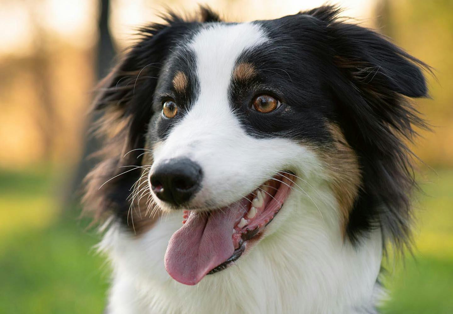 犬の口臭がひどい原因は 口が臭い場合のケアと病院へ行くべき症状について解説 獣医師監修 わんクォール