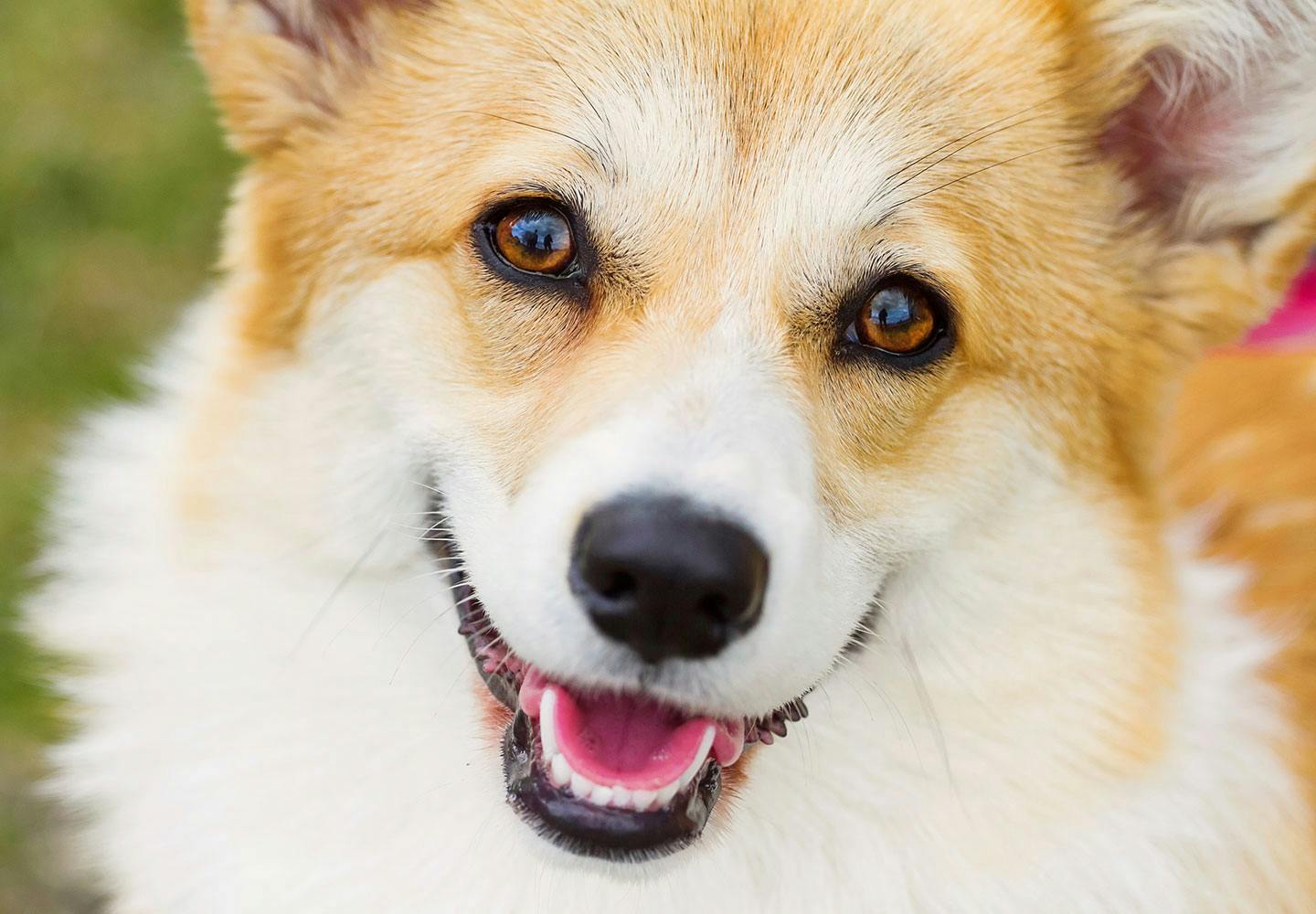 犬の目が赤い・充血している原因とは？
