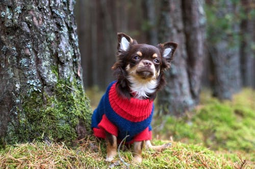 犬が震える原因とは 考えられる理由と病気の可能性 病院に行くべき症状を解説 獣医師監修 わんクォール