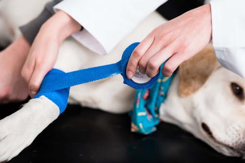 犬が震える原因とは 考えられる理由と病気の可能性 病院に行くべき症状を解説 獣医師監修 わんクォール 犬が震える原因とは 考えられる理由と病気の可能性 病院に行くべき症状を解説 獣医師監修 わんクォール