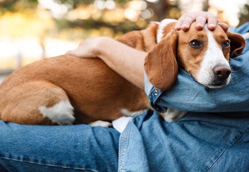 犬が震えるのは寒さのせい 病気の可能性と注意すべき症状を解説 獣医師監修 わんクォール