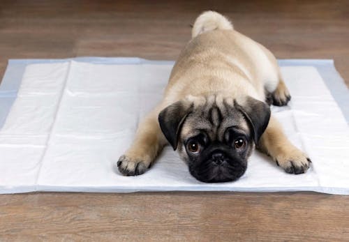 犬がトイレを失敗する理由とは 考えられる原因と病気の可能性について解説 獣医師監修 わんクォール 犬がトイレを失敗する理由とは 考えられる原因と病気の可能性について解説 獣医師監修 わんクォール