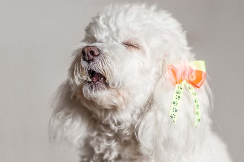 犬の咳の原因は 考えられる病気と対処法 病院に連れて行くべき症状について解説 獣医師監修 わんクォール 犬の咳の原因は 考えられる病気と対処法 病院に連れて行くべき症状について解説 獣医師監修 わんクォール