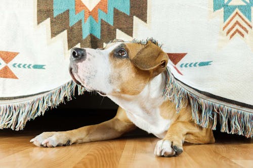 犬が震える原因とは 考えられる理由と病気の可能性 病院に行くべき症状を解説 獣医師監修 わんクォール 犬が震える原因とは 考えられる理由と病気の可能性 病院に行くべき症状を解説 獣医師監修 わんクォール