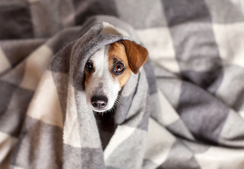 獣医師監修 クーラーが体調を崩す原因に 冷房が苦手な犬の種類とは わんクォール 獣医師監修 クーラーが体調を崩す原因に 冷房が苦手な犬の種類とは わんクォール