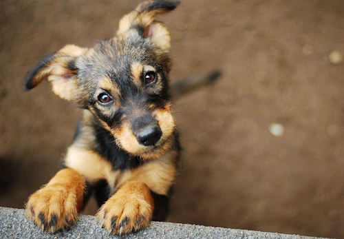獣医師監修 クーラーが体調を崩す原因に 冷房が苦手な犬の種類とは わんクォール 獣医師監修 クーラーが体調を崩す原因に 冷房が苦手な犬の種類とは わんクォール