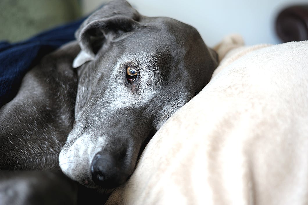 獣医師監修 犬の注意したい 脳 神経の病気 原因や症状とは Illness 病気 わんクォール