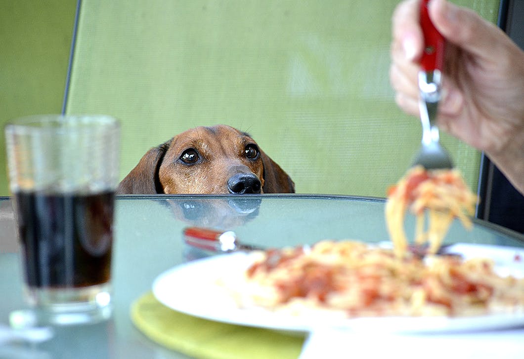 人の食べ物のおねだりを防ぐ愛犬への習慣