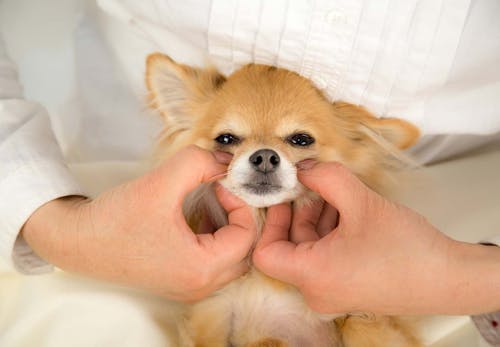 犬が喜ぶツボ押しマッサージをおうち時間に 基本の手順やおすすめのツボを解説 獣医師監修 わんクォール 犬が喜ぶツボ押しマッサージをおうち時間に 基本の手順やおすすめのツボを解説 獣医師監修 わんクォール