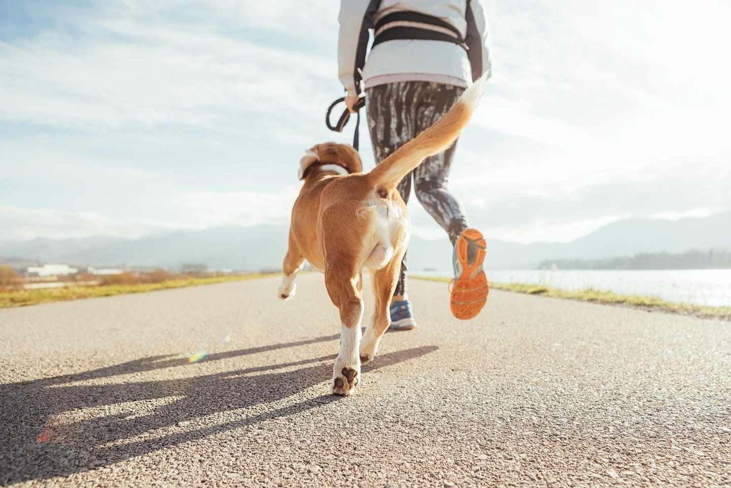 間違ったやり方では効果も半減 注意したい犬の散歩法 遊び方 Health 健康 わんクォール