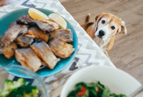 犬に魚介類は与えても大丈夫 与えてもいい種類や分量などを解説 わんクォール