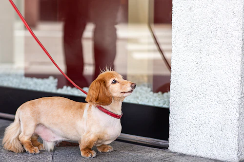 獣医師監修 警戒しやすいものに慣れさせよう 吠えない犬に育てるしつけの方法 わんクォール 獣医師監修 警戒しやすいものに慣れさせよう 吠えない犬に育てるしつけの方法 わんクォール