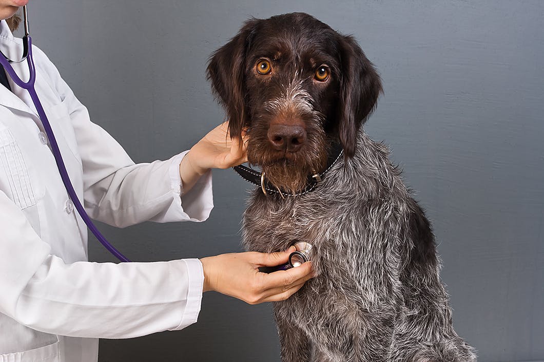 愛犬のための獣医師　コミュニケーション