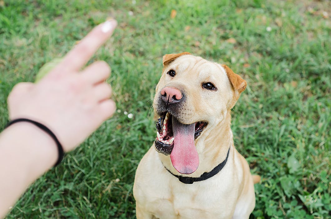 愛犬がストレスサインを出しているときの対処法　トレーニングする犬