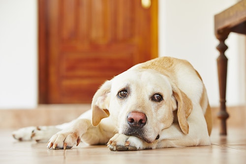 ただ痒いだけじゃない 体をかくしぐさに隠れた犬の意外な気持ち わんクォール