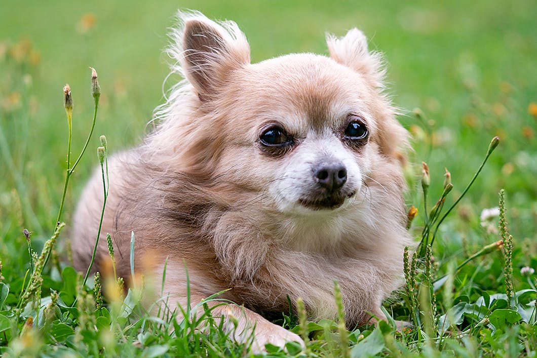 【獣医師監修】愛犬が不治の病になったら？介護の大切なポイント