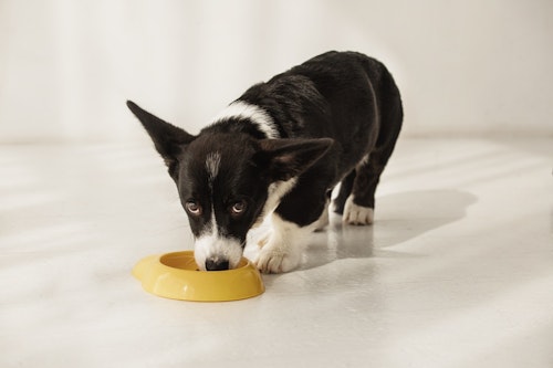 獣医師監修 犬のよだれが多いときや吐くときは危険 原因と対処法 わんクォール