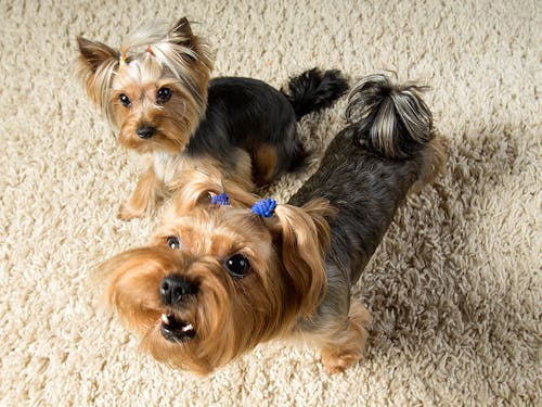 吠える前に防止 子犬に おねだり吠え をさせないしつけ法 わんクォール 吠える前に防止 子犬に おねだり吠え をさせないしつけ法 わんクォール