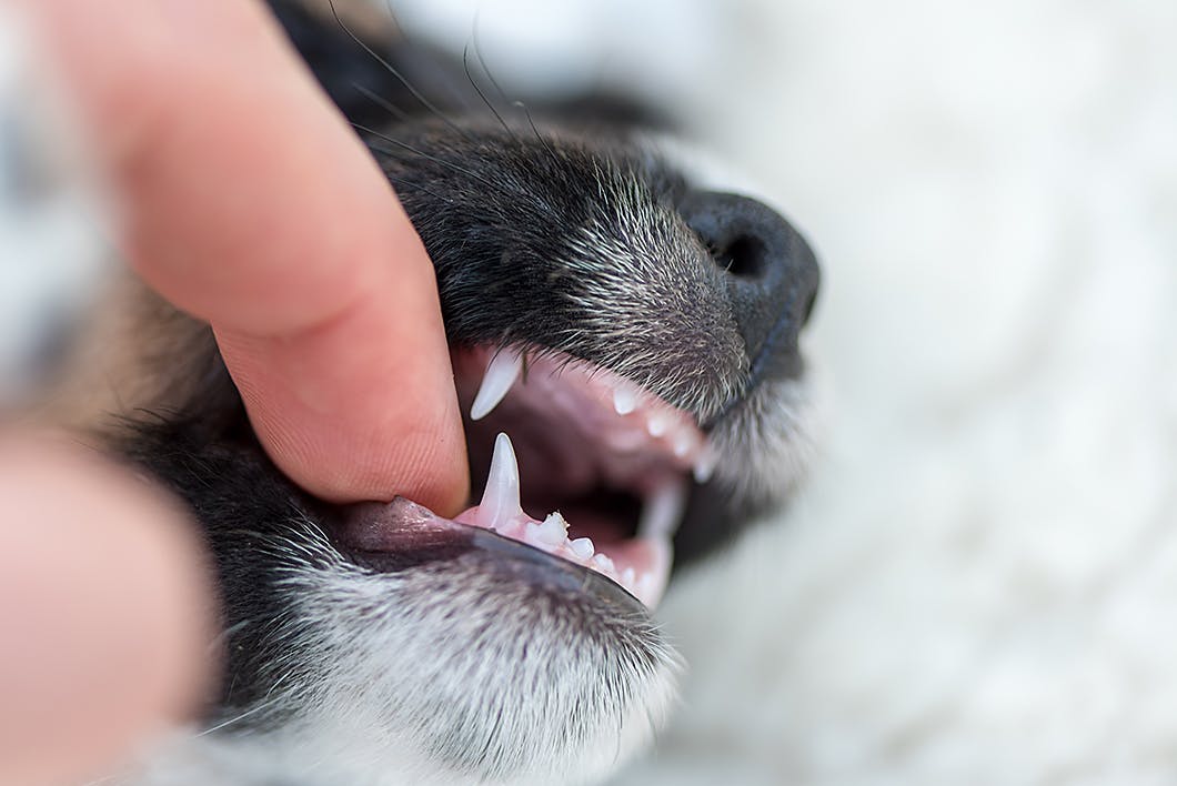 子犬のうちに直しておきたい お手入れ中に甘噛みする理由としつけ方 Training しつけ わんクォール