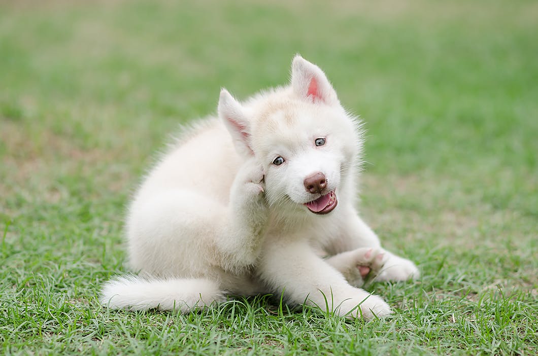 ただ痒いだけじゃない 体をかくしぐさに隠れた犬の意外な気持ち わんクォール