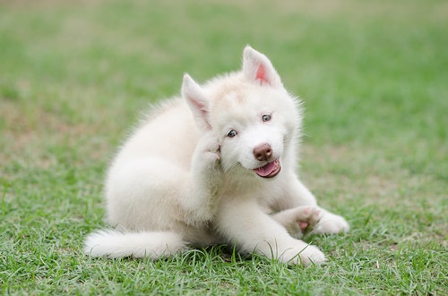 ただ痒いだけじゃない 体をかくしぐさに隠れた犬の意外な気持ち わんクォール