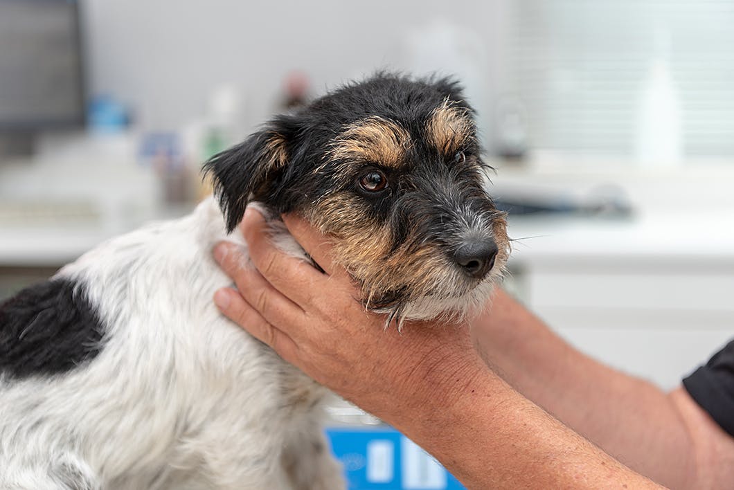 獣医師監修 犬の注意したい 脳 神経の病気 原因や症状とは Illness 病気 わんクォール