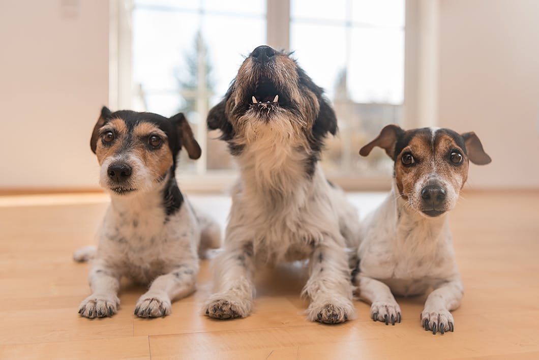 しつけが肝心 ヤング期の犬が吠えるときの対処法とは Training しつけ わんクォール