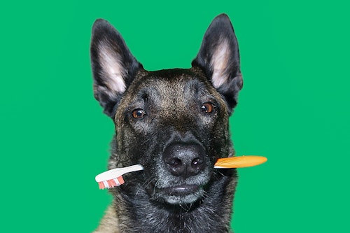 犬が歯磨きを嫌がるときの対処法は？「犬の歯磨きFAQ」をご紹介