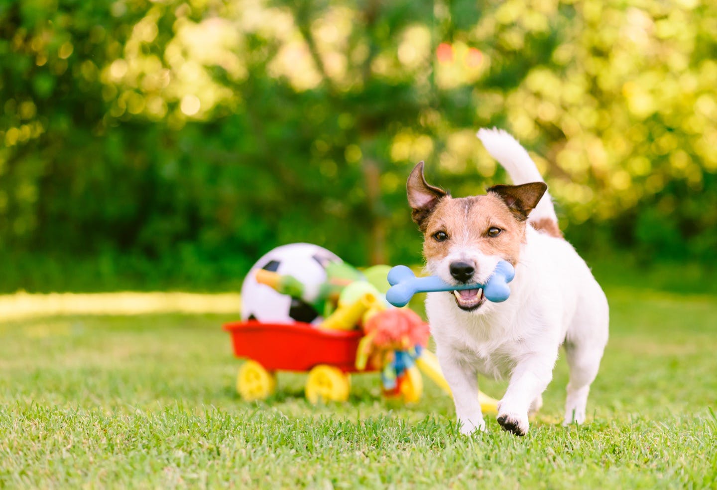 子犬を迎えるときの初期費用は 犬用グッズにかかるお金を解説 Living リビング わんクォール