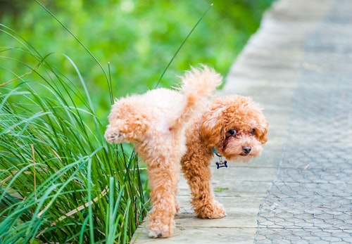 獣医師監修 犬の多飲多尿は病気のサイン 考えられる原因と病院に行くべき症状について解説 わんクォール