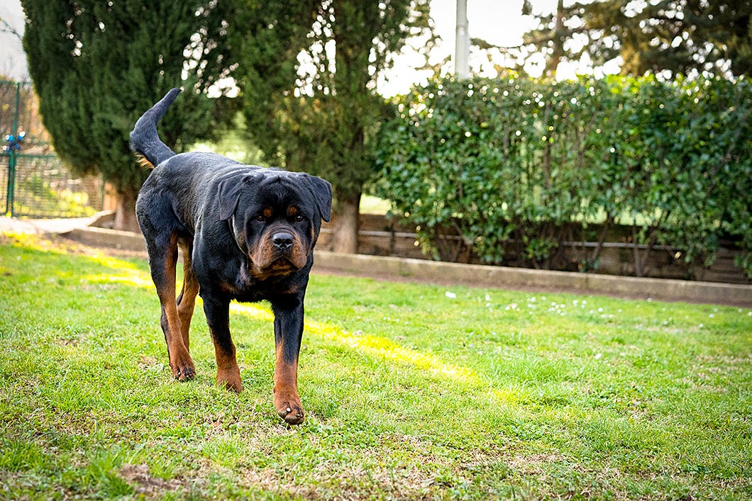 教えて しっぽの位置と動きから犬のどんな気持ちがわかるの Communication コミュニケーション わんクォール