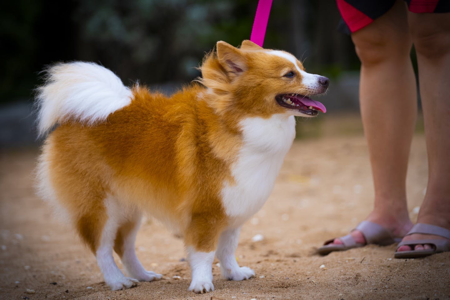 人に吠える犬 にさせないために 社会化しつけ で人に慣れさせよう わんクォール