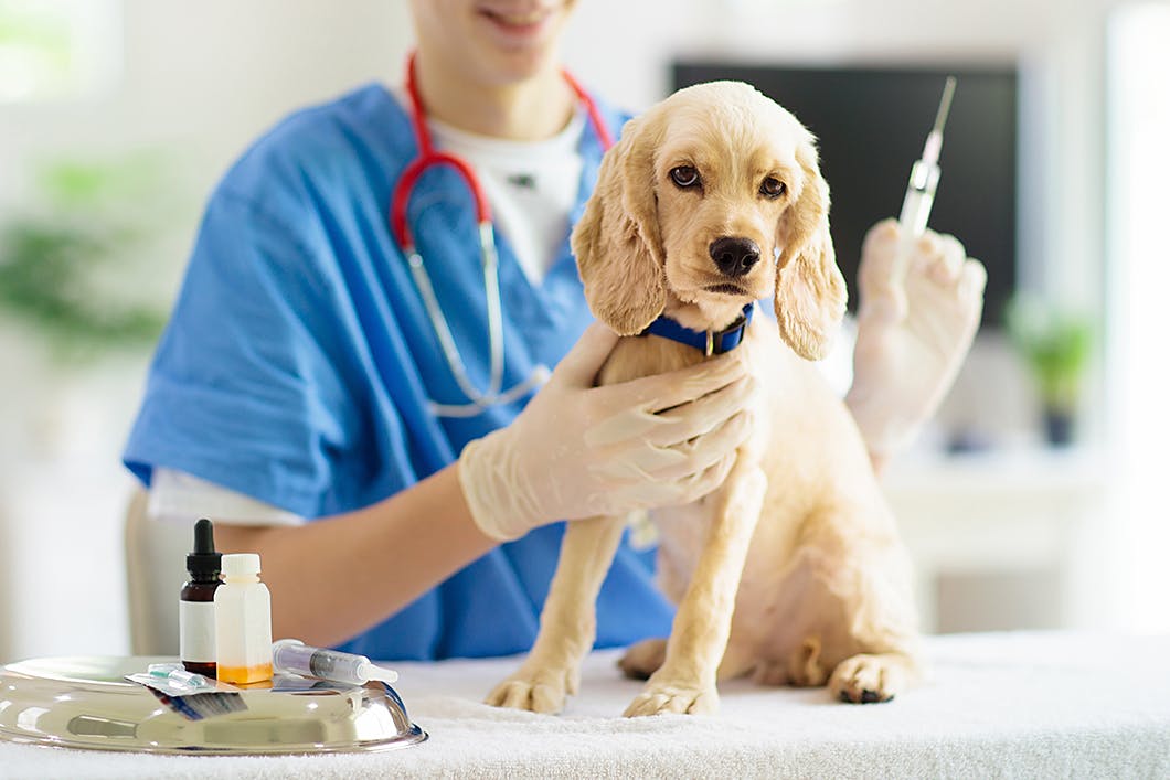獣医師監修 犬のワクチンは何種類がよいの 予防できる病気を解説 Illness 病気 わんクォール
