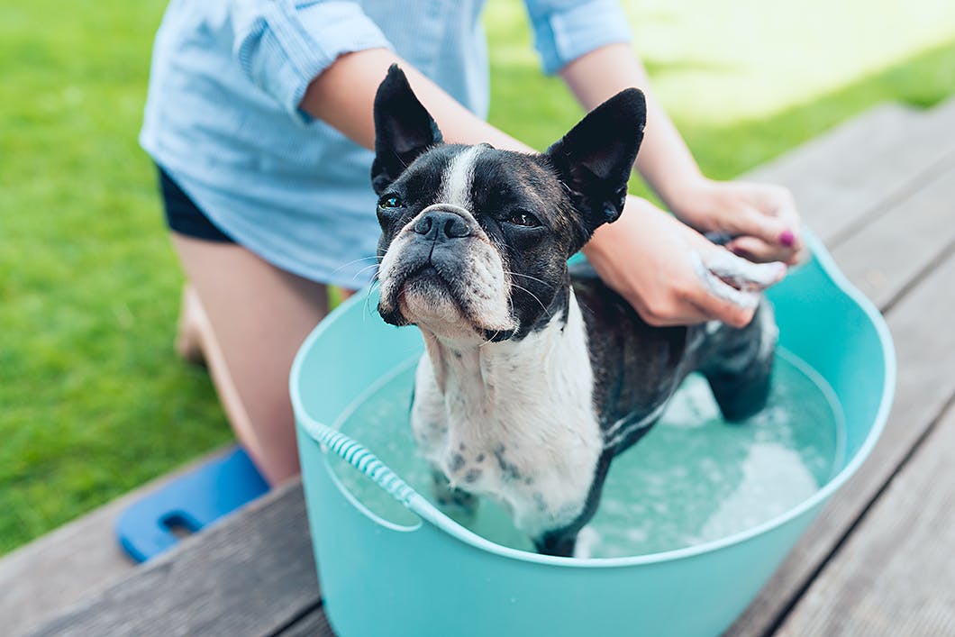 犬の部分汚れ落としのやり方 よくある3つのケース別にご紹介 Care お手入れ わんクォール