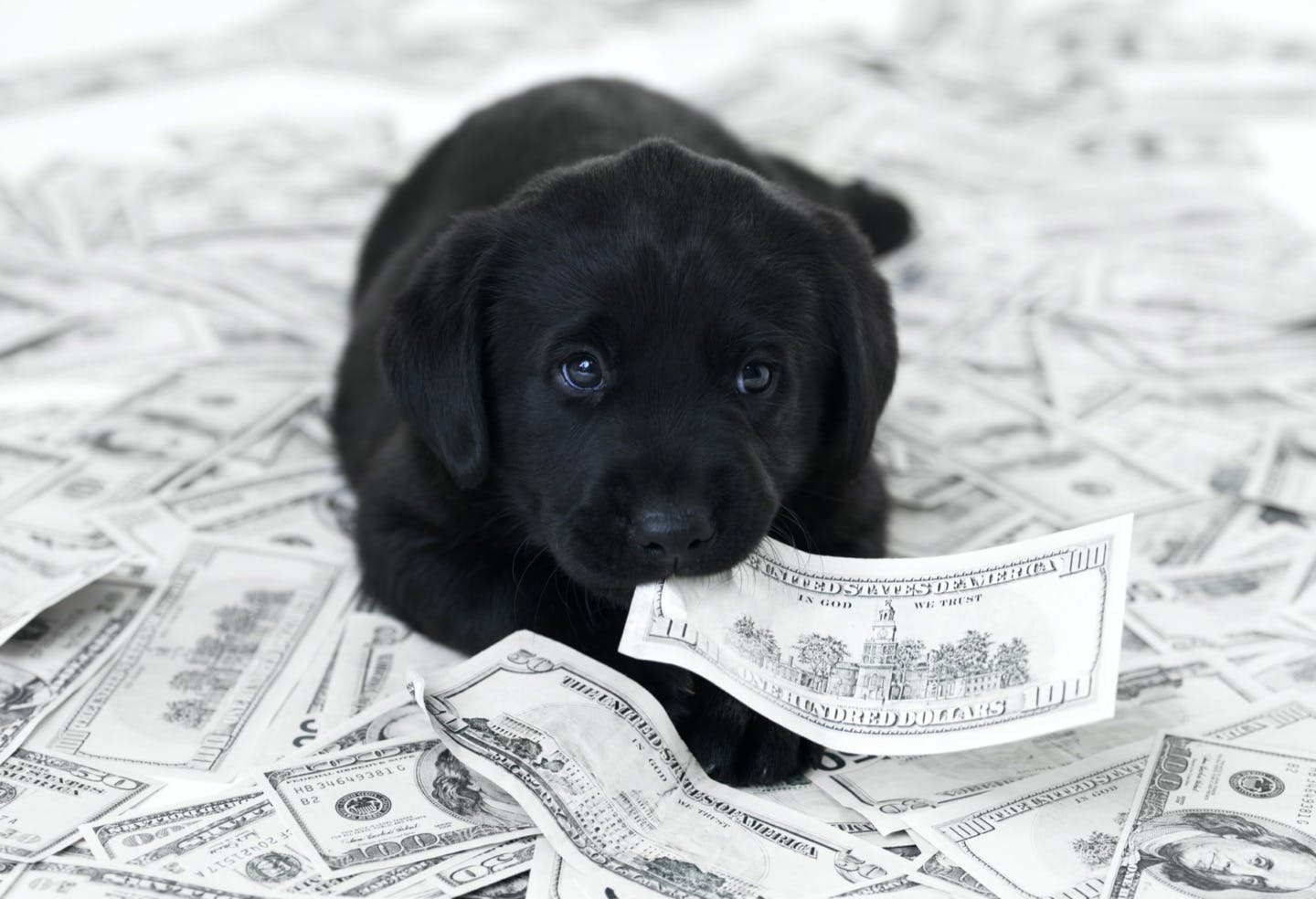 迎える前に知っておこう！犬の一生にかかるお金はどれくらい？