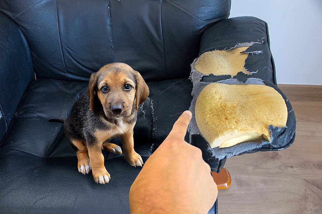 対策としつけ法を解説 子犬が家具を甘噛みして傷つけてしまう理由 Training しつけ わんクォール