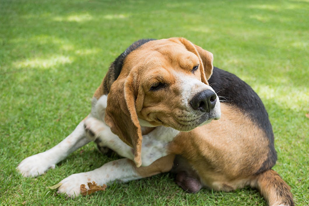 【獣医師監修】犬もアレルギーになるの？主な種類や治療法って？