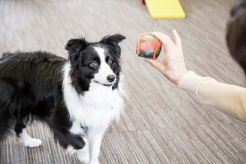 遊んで学ぶ しつけ まずはオモチャで遊びを好きに コロナ対策 わんクォール 遊んで学ぶ しつけ まずはオモチャで遊びを好きに コロナ対策 わんクォール