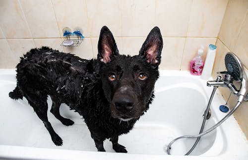 自宅で簡単 キレイに 犬のシャンプーのコツや注意点とは わんクォール 自宅で簡単 キレイに 犬のシャンプーのコツや注意点とは わんクォール