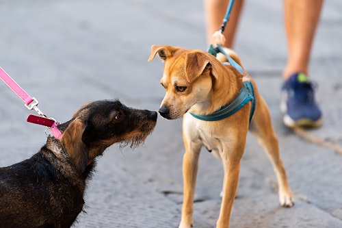 獣医師監修 犬がすれ違ったものに吠える理由は 吠えグセを直す対処法を解説 わんクォール 獣医師監修 犬がすれ違ったものに吠える理由は 吠えグセを直す対処法を解説 わんクォール