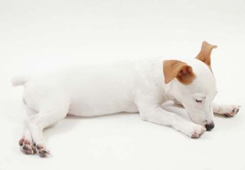 犬が喜ぶツボ押しマッサージをおうち時間に 基本の手順やおすすめのツボを解説 獣医師監修 わんクォール 犬が喜ぶツボ押しマッサージをおうち時間に 基本の手順やおすすめのツボを解説 獣医師監修 わんクォール