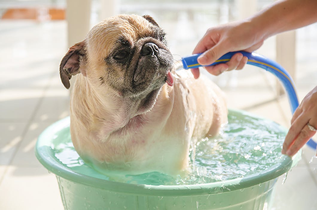 犬の部分汚れ落としのやり方 よくある3つのケース別にご紹介 Care お手入れ わんクォール