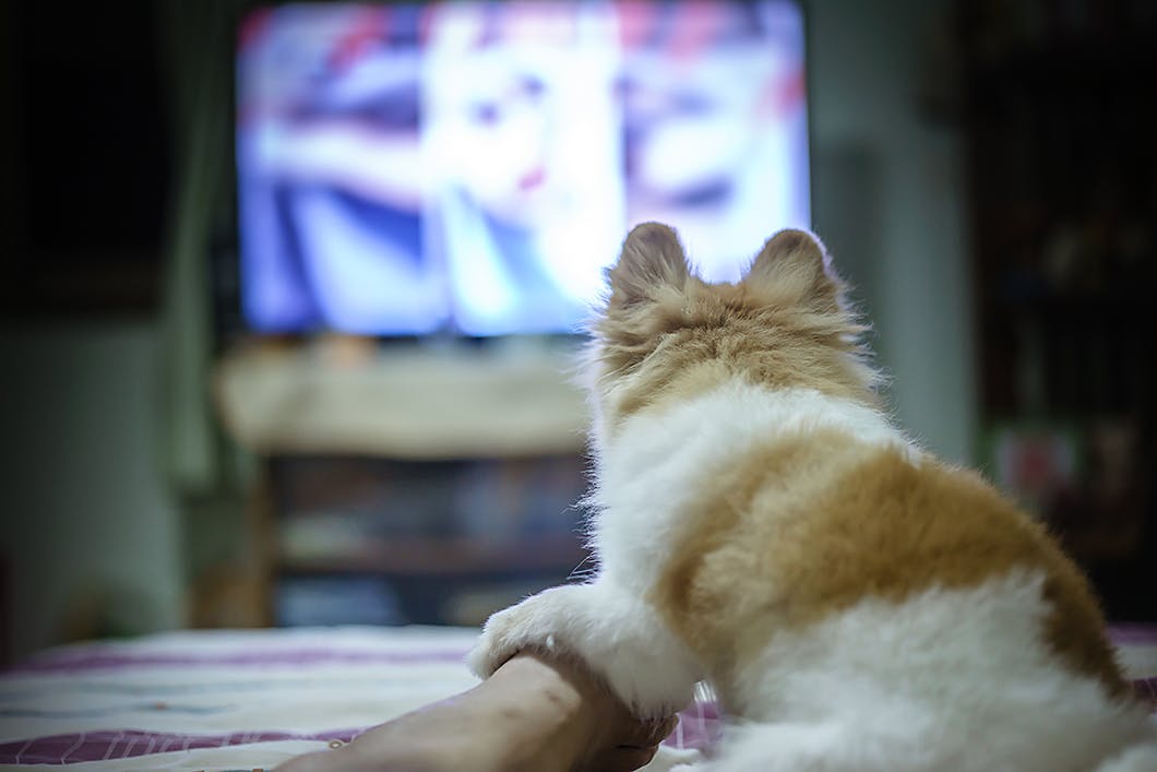 これでお留守番上手に 愛犬を安心させる環境づくりのコツとは Training しつけ わんクォール