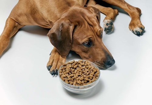 犬が急にご飯を食べなくなる理由とは 考えられる病気や病院に行くべき症状について解説 獣医師監修 わんクォール 犬が急にご飯を食べなくなる理由とは 考えられる病気や病院に行くべき症状について解説 獣医師監修 わんクォール